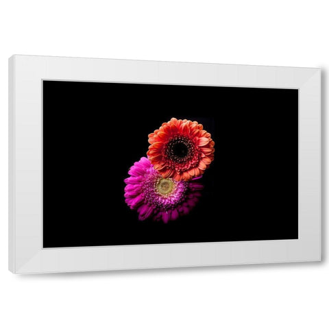 Gerbera Duo White Modern Wood Framed Art Print by Brosius, Volker