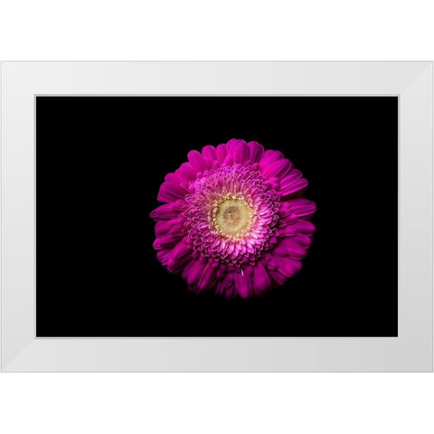 Gerbera lila White Modern Wood Framed Art Print by Brosius, Volker