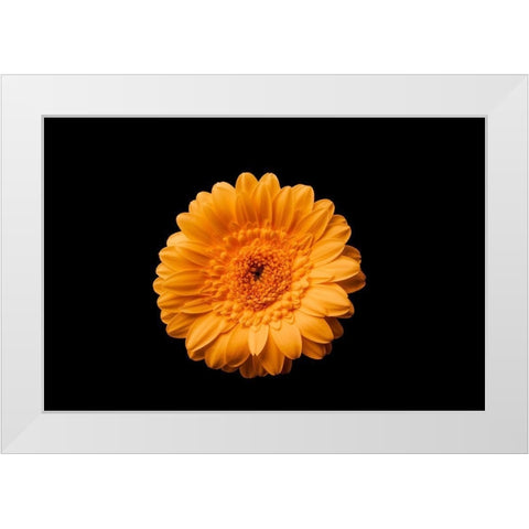 Gerbera gelb White Modern Wood Framed Art Print by Brosius, Volker