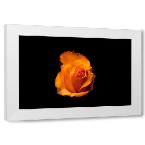 Rose gelb I White Modern Wood Framed Art Print by Brosius, Volker