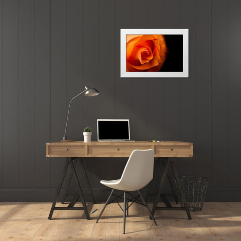 Rose gelb I White Modern Wood Framed Art Print by Brosius, Volker