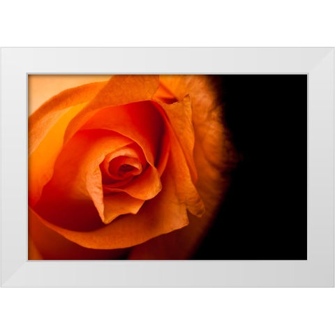 Rose gelb I White Modern Wood Framed Art Print by Brosius, Volker