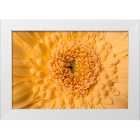 Gerbera nah White Modern Wood Framed Art Print by Brosius, Volker