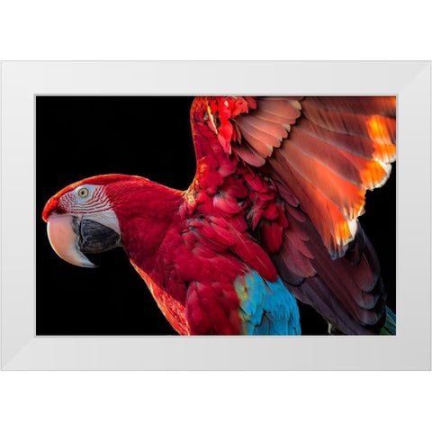 Parrot Wings White Modern Wood Framed Art Print by Ronin