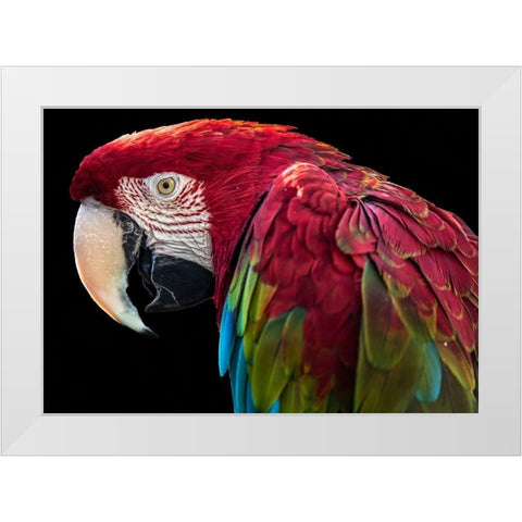 Ara Parrot White Modern Wood Framed Art Print by Ronin