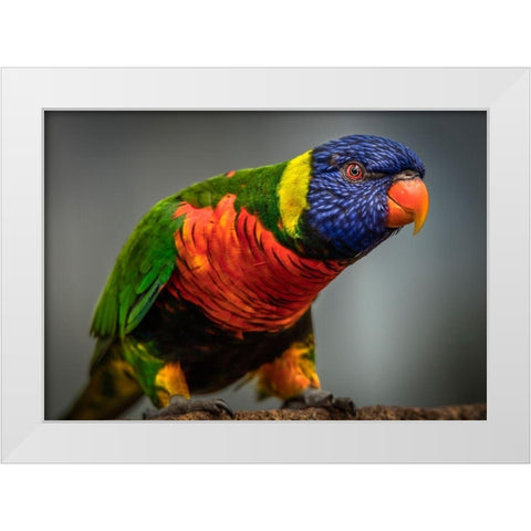 Green Bird II White Modern Wood Framed Art Print by Ronin