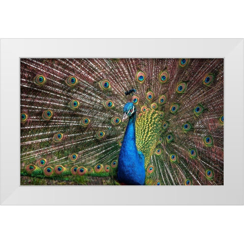 The Peacock White Modern Wood Framed Art Print by Ronin