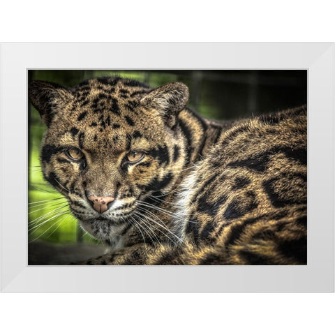 The Nevel Panther White Modern Wood Framed Art Print by Ronin