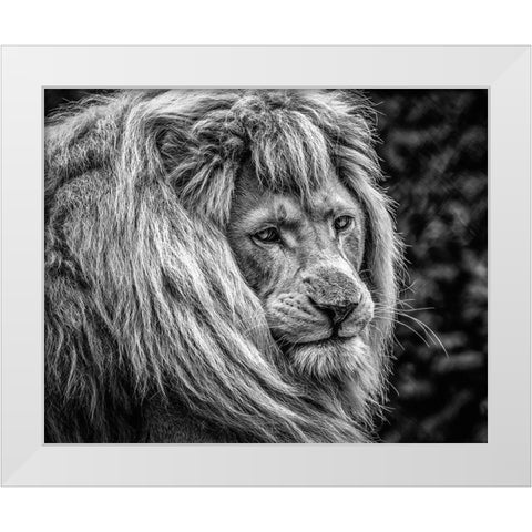 the male Lion White Modern Wood Framed Art Print by Ronin