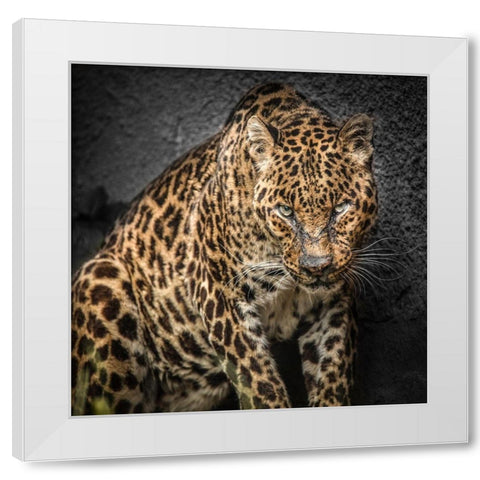 The Jaguar White Modern Wood Framed Art Print by Ronin