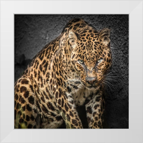 The Jaguar White Modern Wood Framed Art Print by Ronin