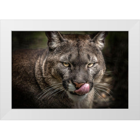 The Puma White Modern Wood Framed Art Print by Ronin