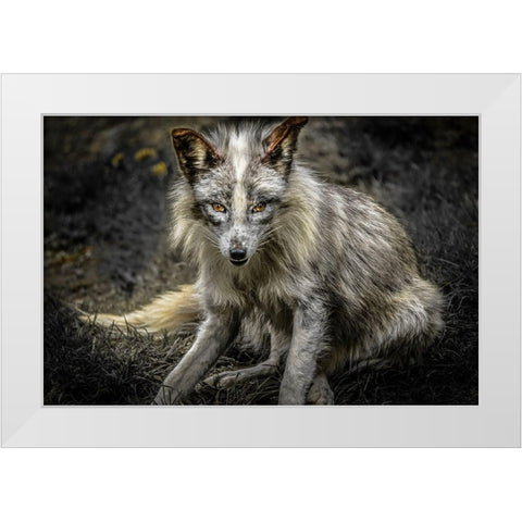 Silver Fox White Modern Wood Framed Art Print by Ronin