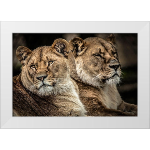 Lionesses White Modern Wood Framed Art Print by Ronin