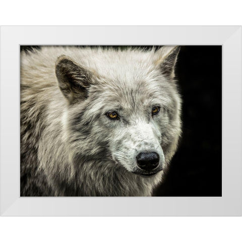 White Wolf White Modern Wood Framed Art Print by Ronin
